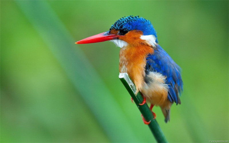可爱翠鸟高清动物图片