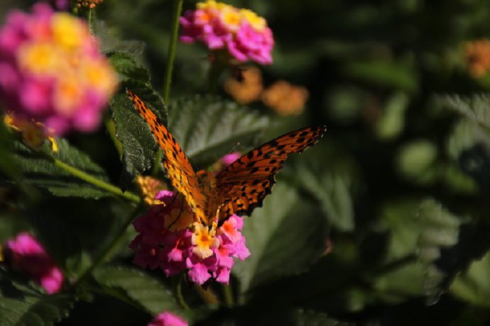花丛上的蝴蝶图片