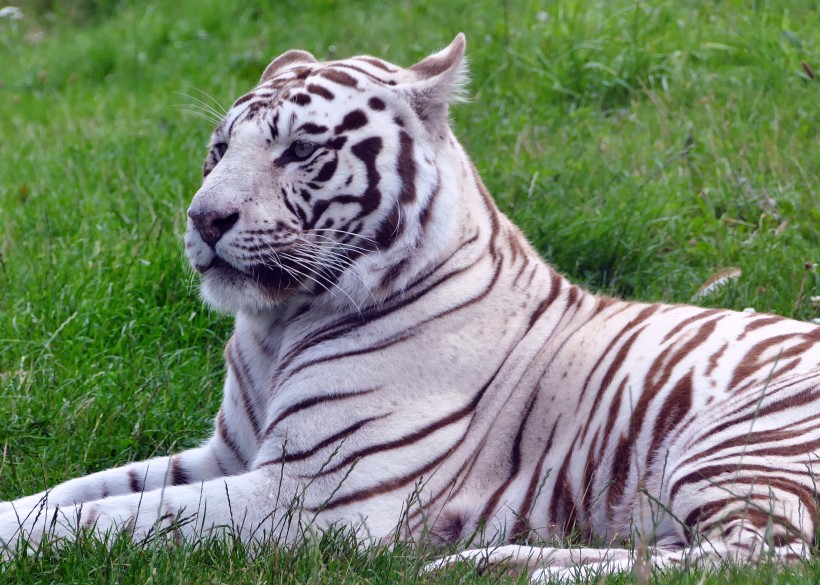 动物园里的孟加拉白虎图片
