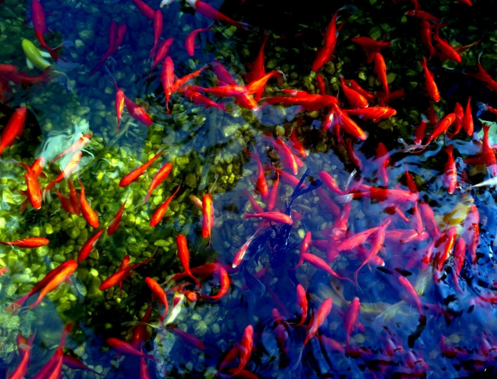 一组耀眼的红色锦鲤图片