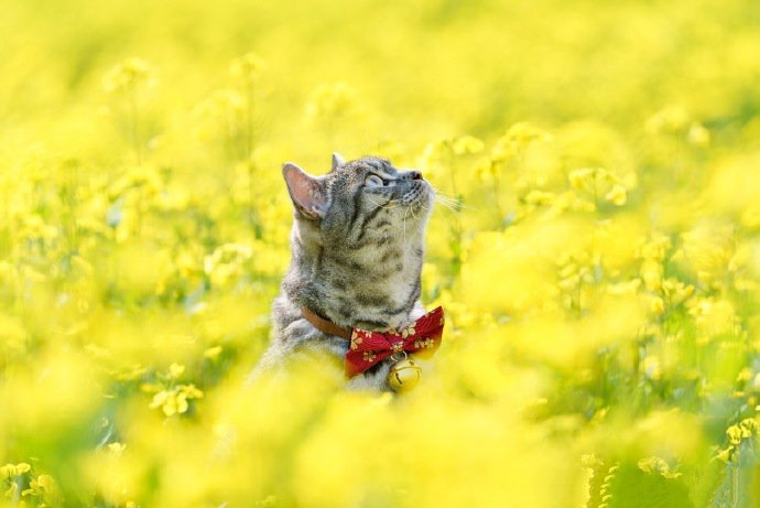 油菜花田里的猫咪图片