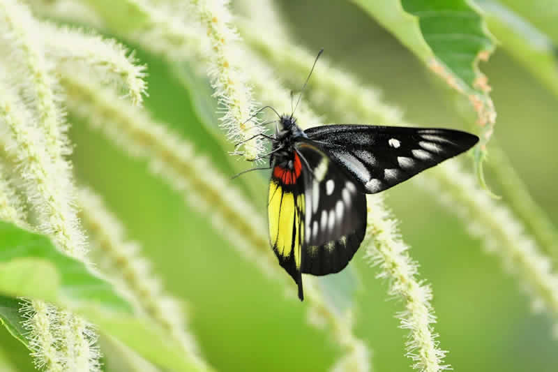 五彩斑斓黑迷恋小白花的蝴蝶图片