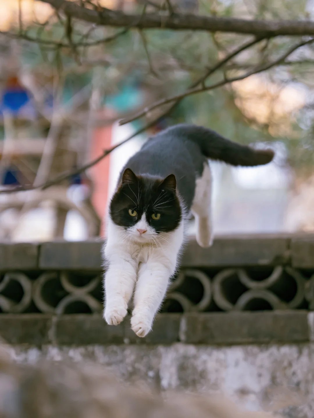 一组运动健将跳高选手的可爱猫咪图片
