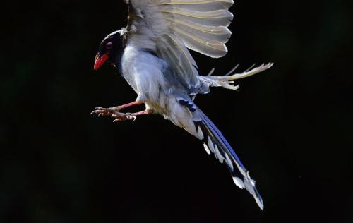 羽色漂亮的红嘴蓝鹊图片