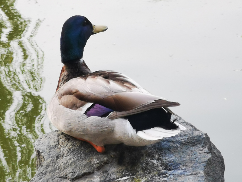 大观园里仔细梳理羽毛的可爱鸭子图片