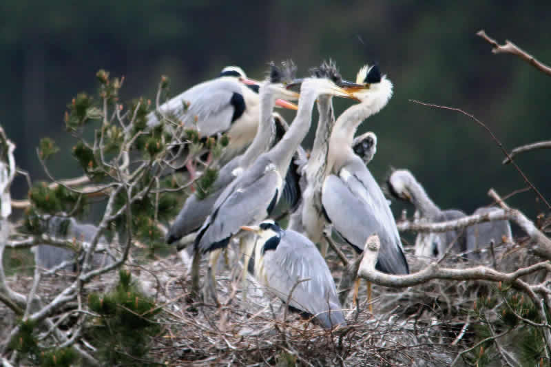 一组苍鹭喂食雏鸟的图片