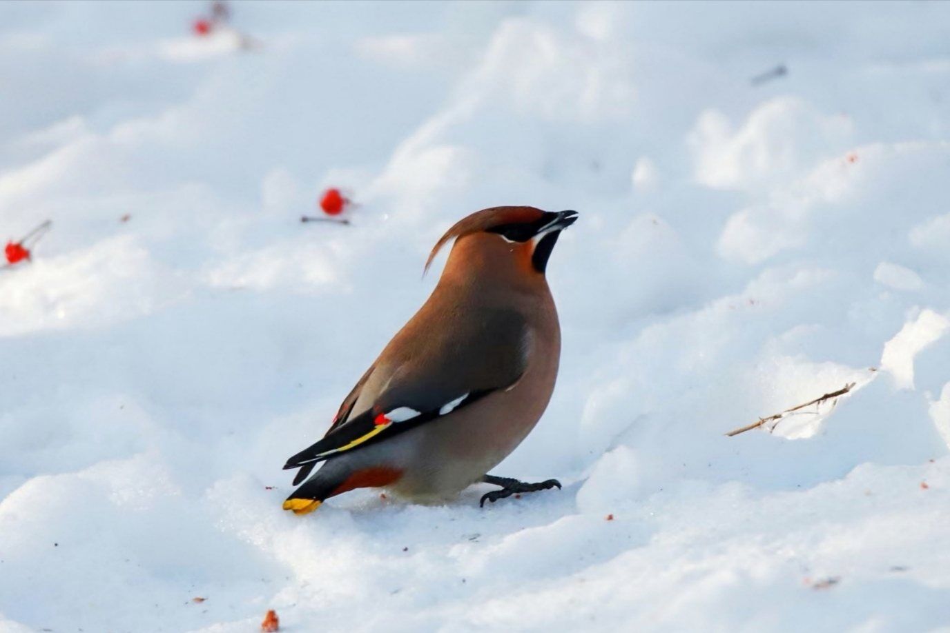 雪地上觅食的太平鸟图片