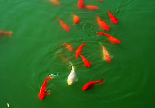 池塘里自由的鱼变换着队行