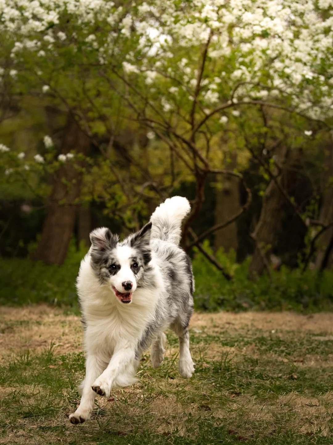 树林里奔跑的边境牧羊犬图片