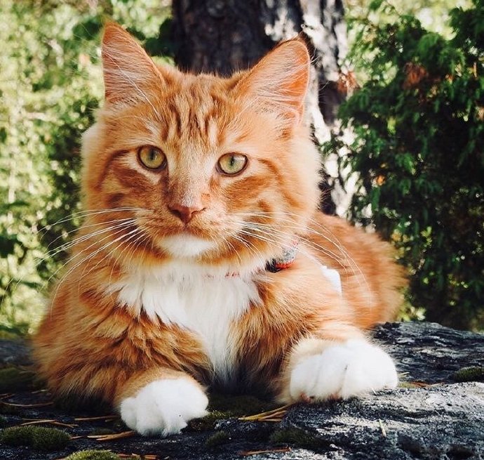 一只具有王者风范的猫猫