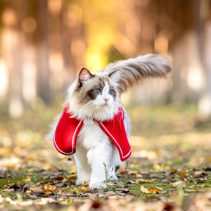 富有王者风范的布偶猫图片