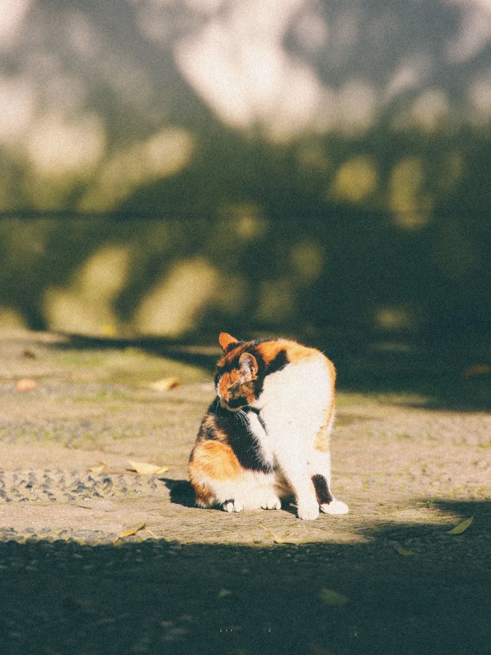 西园寺里的惬意潇洒猫咪们图片合集
