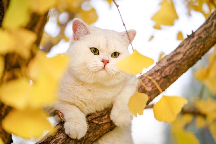 银杏树上的白色猫咪图片