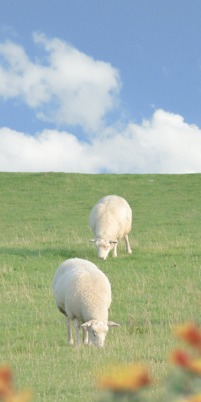 草地上软萌的绵羊图片