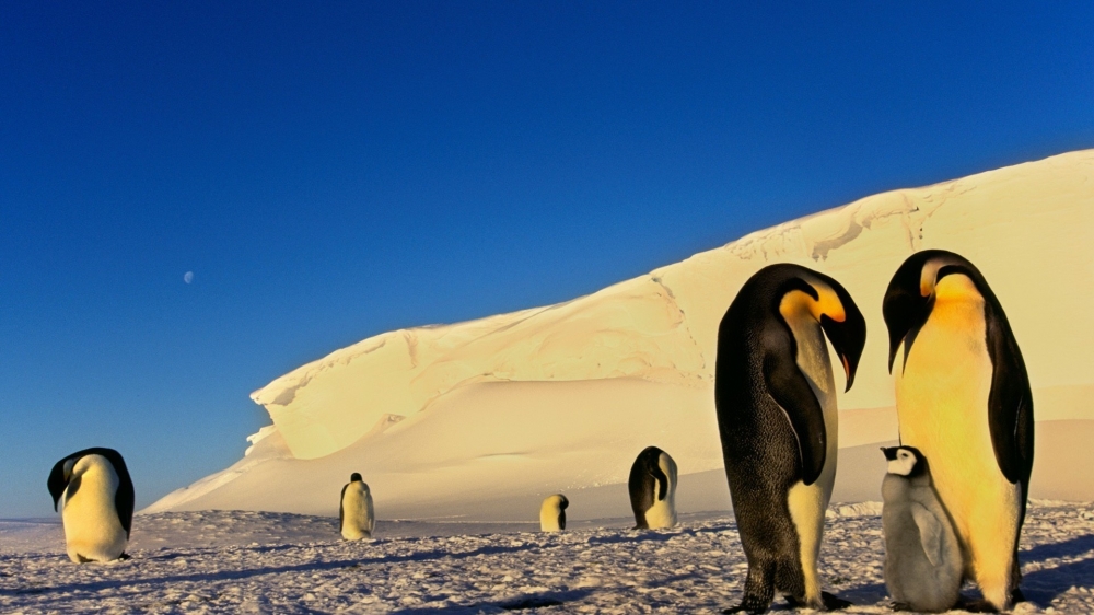 憨厚可爱南极企鹅高清桌面壁纸