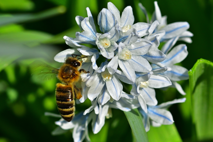 一组花朵上的蜜蜂图片