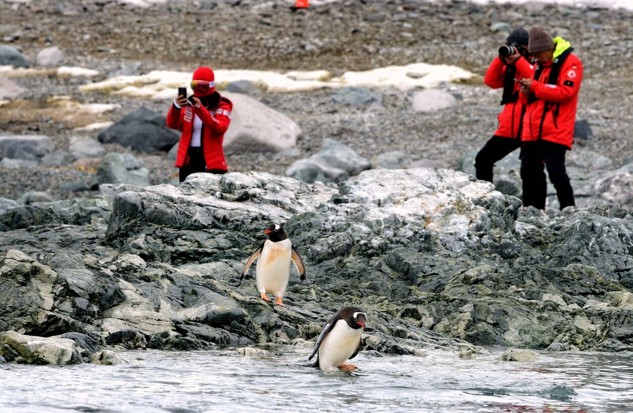 南极的可爱小企鹅图片