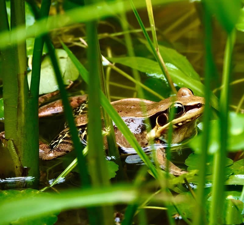 珠江公园小溪边听取蛙声一片的和谐景象