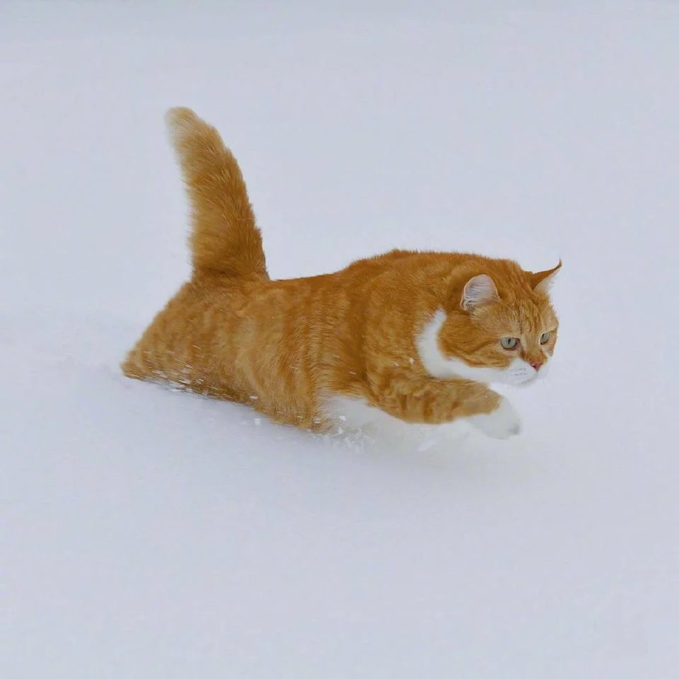 一组威武霸气在雪地疯狂奔跑的橘猫图片