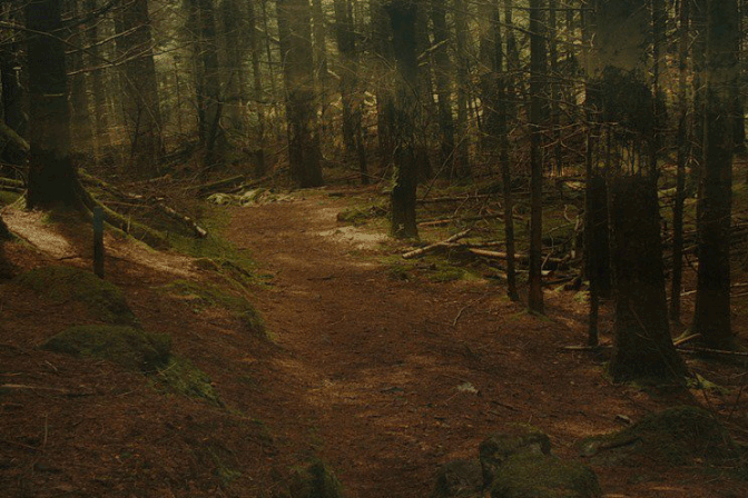 场景合成，用ps合成一个梦幻的森林场景效果照片