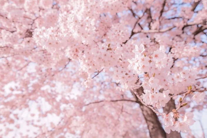 粉色调，调出浪漫的粉色樱花照片