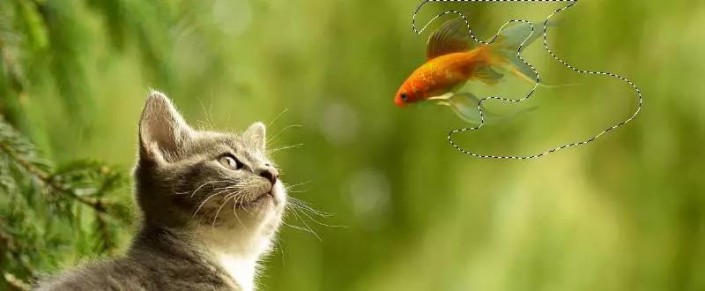 趣味合成，制作小猫与金鱼的趣味场景