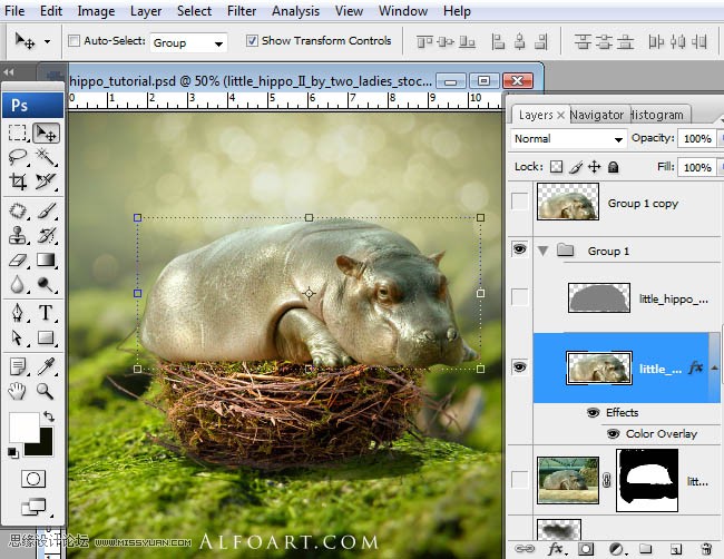 Photoshop合成刚刚从鸟窝里孵出的河马,PS教程,16xx8.com教程网
