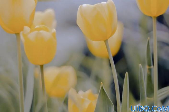 植物调色，这期方法主要适用的郁金香等花朵上。调出温柔唯美的郁金香照片