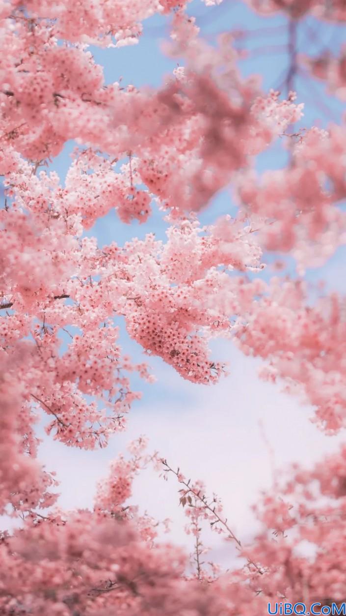 粉色调	，调出浪漫的粉色樱花照片