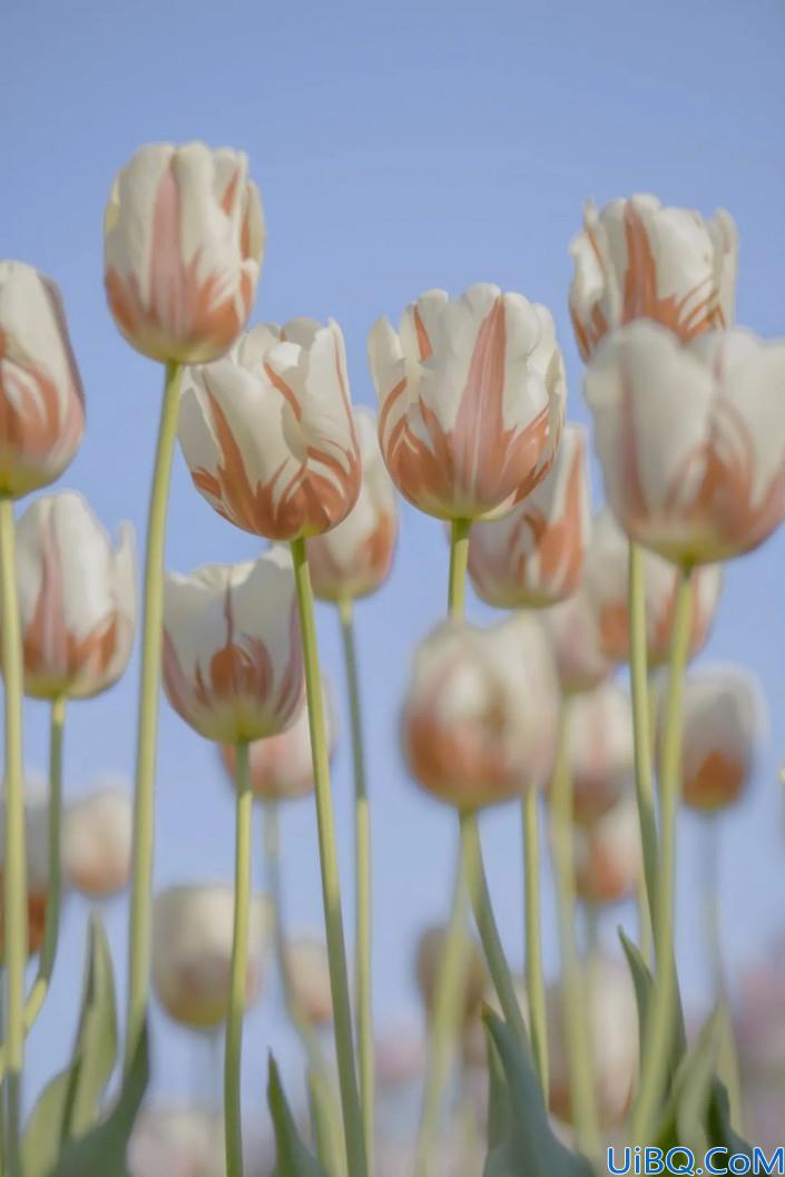 植物调色，</p><p>3.画面的白色信息较少，调出温柔唯美的郁金香照片