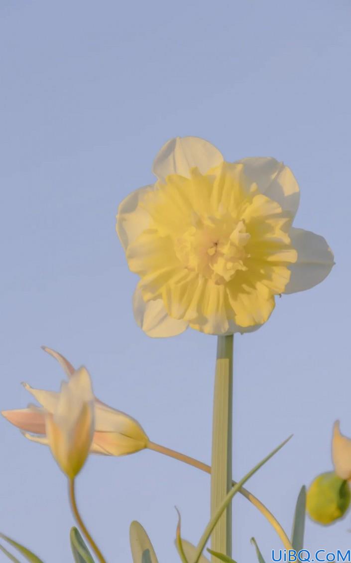 植物调色，出于对画面朦胧感的打造，调出温柔唯美的郁金香照片
