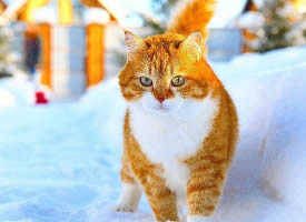 在雪地里行走的可爱胖橘图片