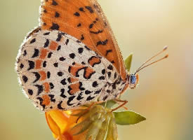一组漂亮的蝴蝶图片欣赏