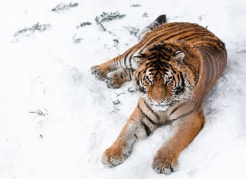 一组在雪地里打滚的老虎图片