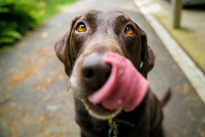 舔舌头的狗图片