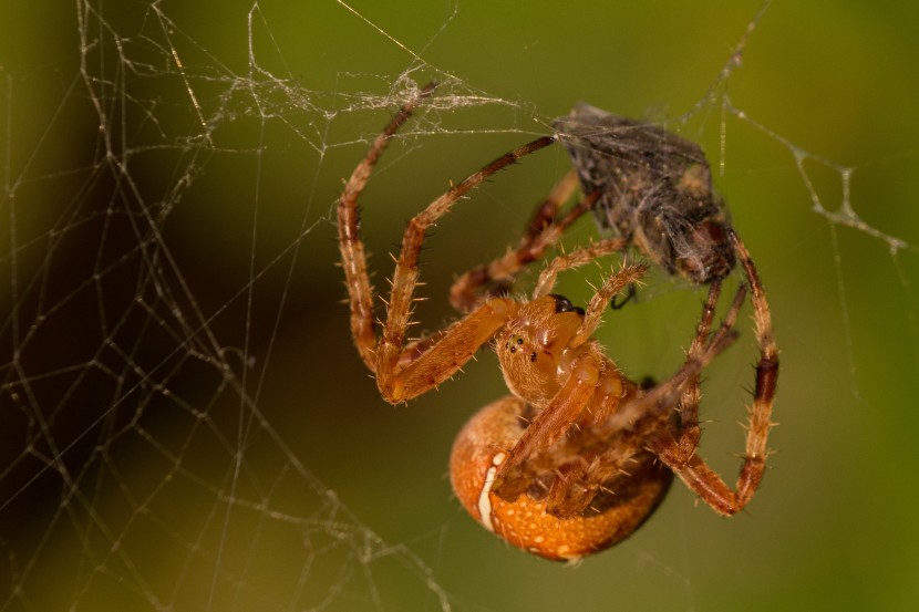 野外结网的蜘蛛图片