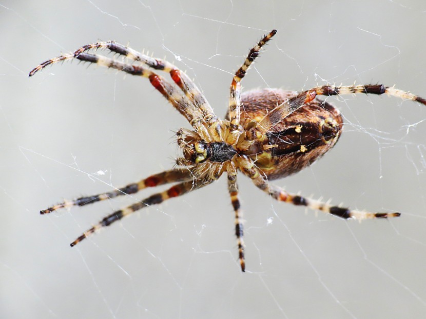 野外结网的蜘蛛图片