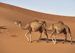 沙漠中耐旱的骆驼图片(15张)