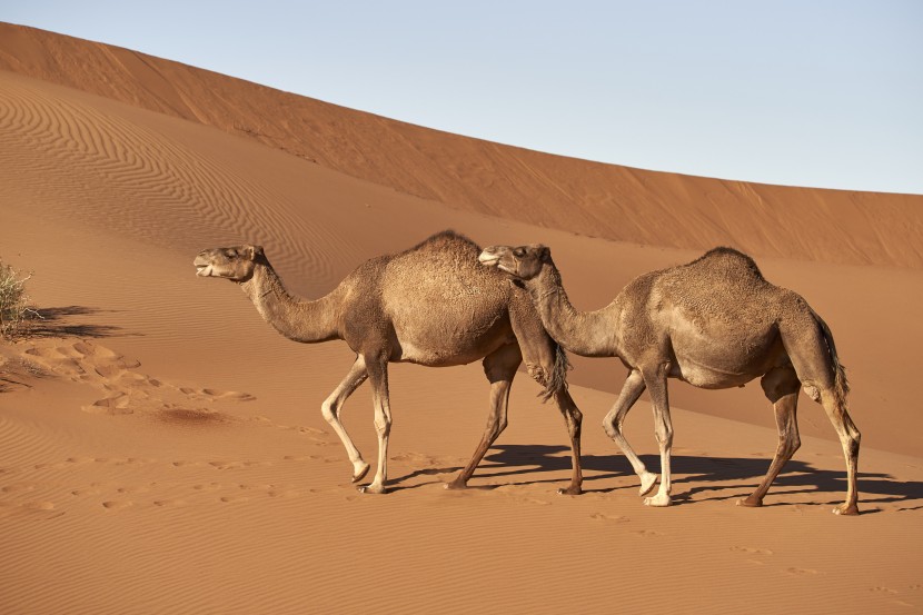 沙漠中耐旱的骆驼图片