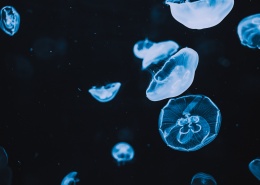 海洋中随处漂浮的水母图片(17张)