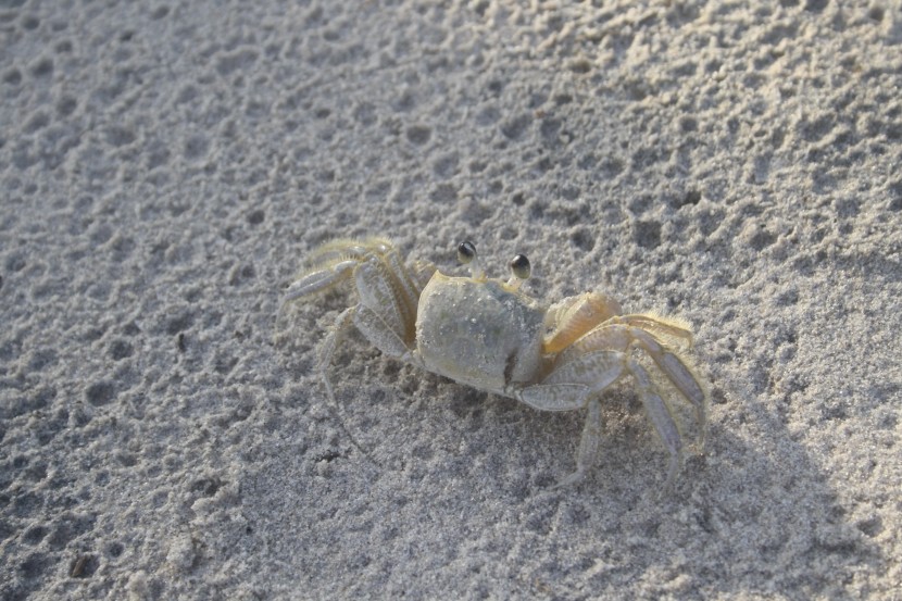 沙滩上横行霸道的螃蟹图片