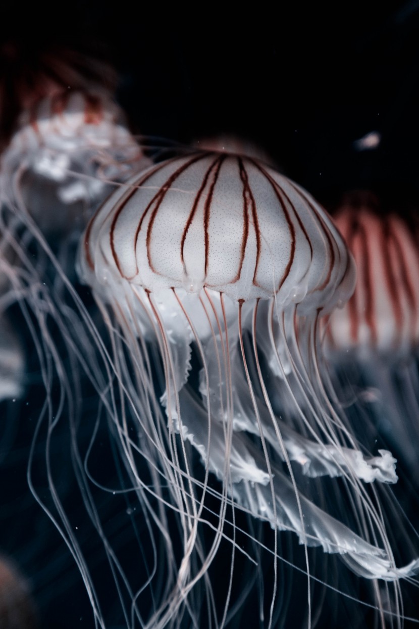 海洋中随处漂浮的水母图片