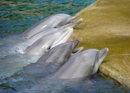 聰明友善的海豚圖片(14張)