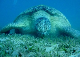 四處游蕩的海龜圖片(17張)