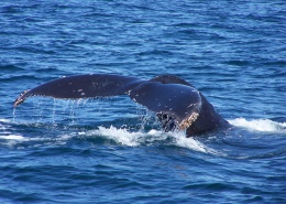 海中霸王鯨魚圖片(14張)