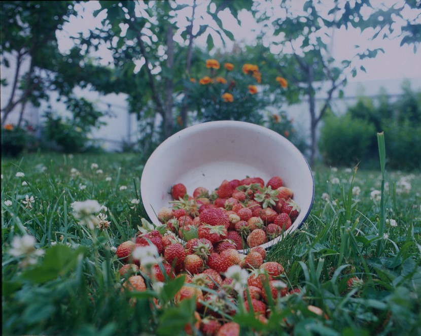 颜色鲜艳的草莓图片