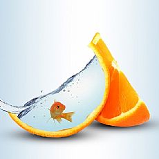 PS合成橙子皮透明魚缸中游泳的金魚