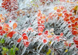 好看有趣的冬季冰挂植物风景图片(22张)