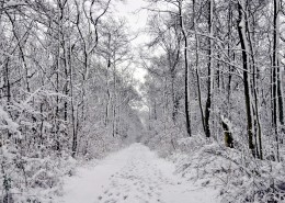 大雪覆盖的树木图片(15张)