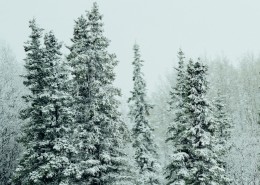 大雪覆盖的树木图片(13张)
